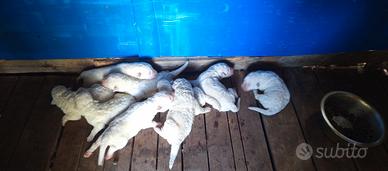 Cuccioli di Pastore Maremmano Abbruzzese