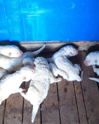 Cuccioli di Pastore Maremmano Abbruzzese