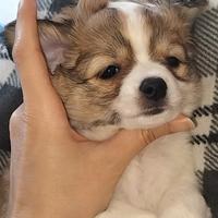 Chihuahua maschio pedigree