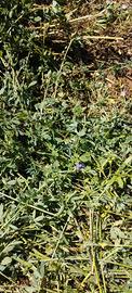 Fieno di erba medica in ballette
