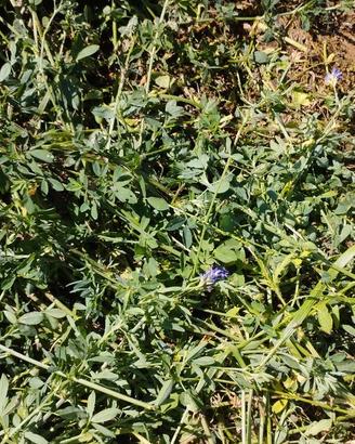 Fieno di erba medica in ballette