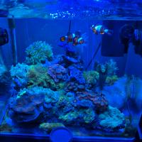 Acquario marino coralli