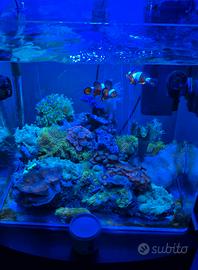 Acquario marino coralli
