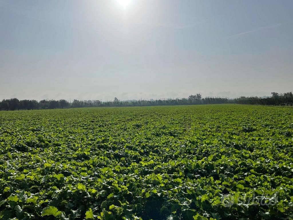 Terreno di 27000 m² a Mondragone - Vista 2
