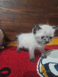 Siamese maschio