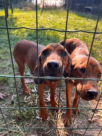 Cuccioli maschi Alpenladische Dachsbracke