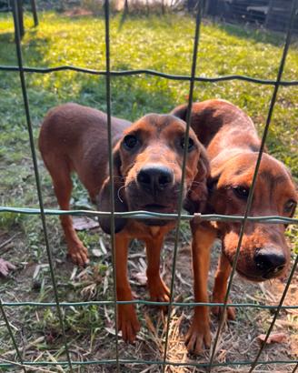Cuccioli maschi Alpenladische Dachsbracke