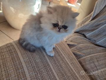 Gattino persiano i