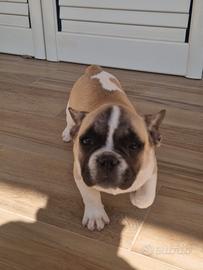 Bulldog francese
