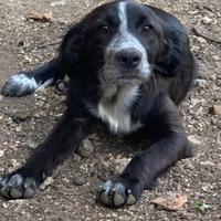 Cucciolo in adozione