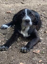 Cucciolo in adozione