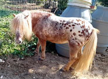 Pony maschio adatto x bambini
