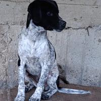 Sally, cucciola Pointer in ADOZIONE