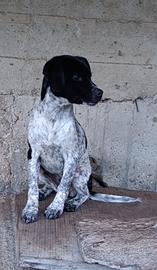 Sally, cucciola Pointer in ADOZIONE