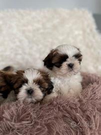 Cuccioli Shih Tzu