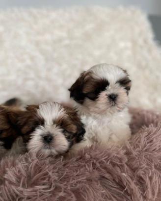 Cuccioli Shih Tzu