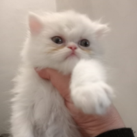 Persiani