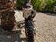 Immagine 4