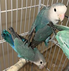 Roseicollins agapornis inseparabile maschio