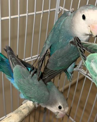 Roseicollins agapornis inseparabile maschio