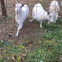 Capre Saanen Bianche