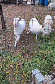 Capre Saanen Bianche