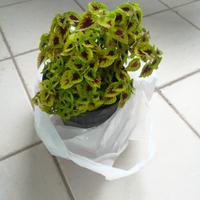 piantine da appartamento