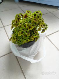 piantine da appartamento