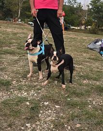 Cucciolo Boston Terrier