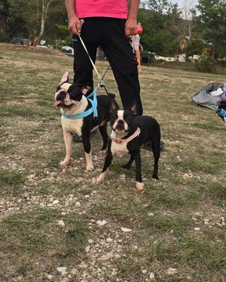Cucciolo Boston Terrier