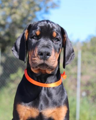 Cuccioli di Dobermann