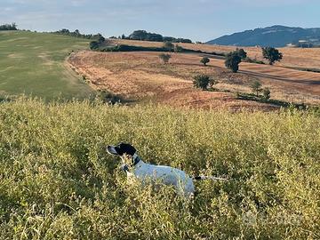 Pointer inglese