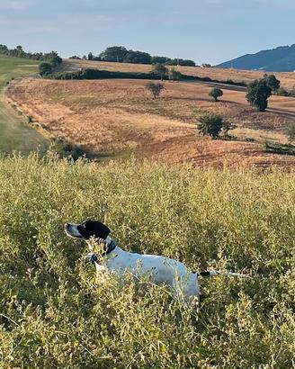 Pointer inglese