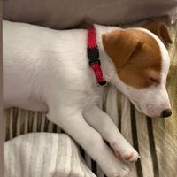 Cucciola di jack Russell terrier