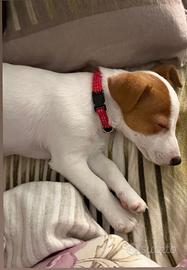Cucciola di jack Russell terrier