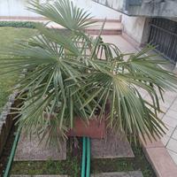 Pianta Trachycarpus