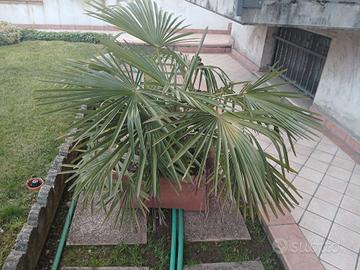 Pianta Trachycarpus