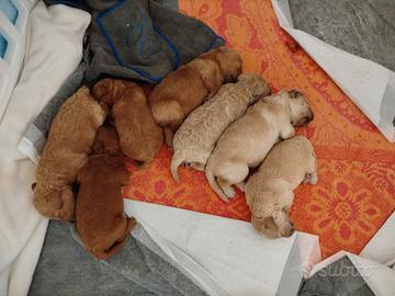 Barboncino nano nato da pochi giorni