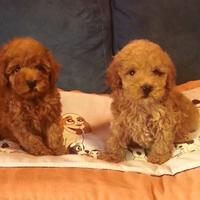 Barboncino Minny e choco