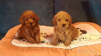 Barboncino Minny e choco