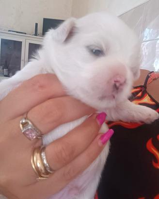 Maltese Toy coreano cucciolo