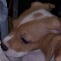 Cucciolo amstaff incrocio staffordshire bul terier