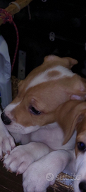 Cucciolo amstaff incrocio staffordshire bul terier