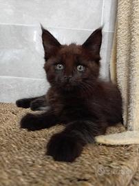 Maine coon maschio