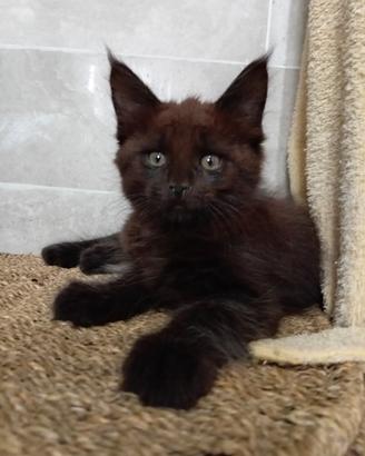 Maine coon maschio