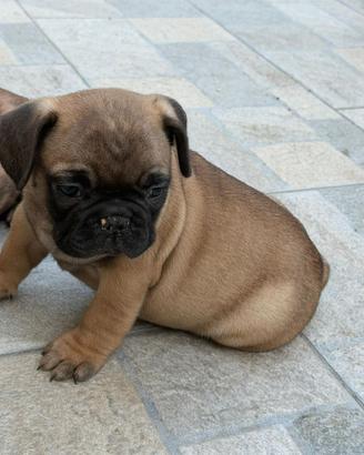 Maschi e femmine di bulldog cuccioli