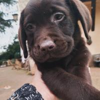 Cucciole femmine cioccolato Labrador