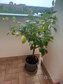 Pianta di limoni