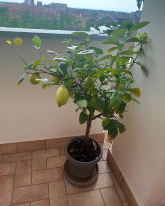 Pianta di limoni