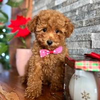 Barboncini varie misure